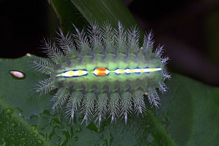 Unusual Crawlers (33 pics)