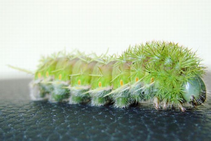 Unusual Crawlers (33 pics)