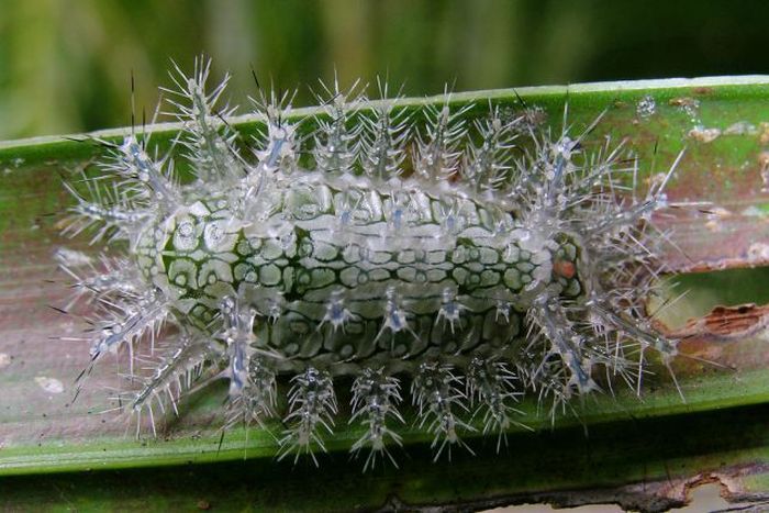 Unusual Crawlers (33 pics)