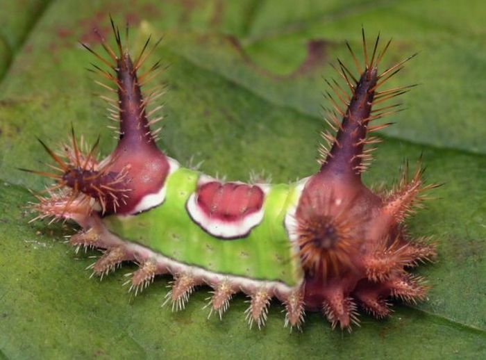 Unusual Crawlers (33 pics)