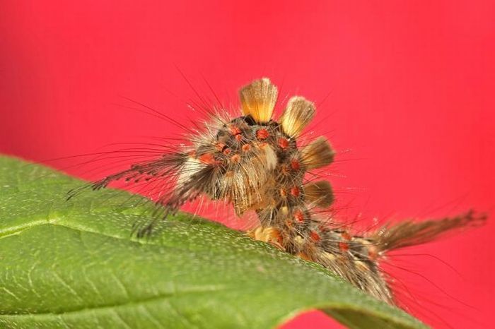 Unusual Crawlers (33 pics)
