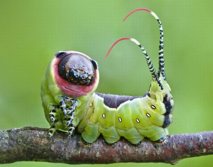 Unusual Crawlers (33 pics)