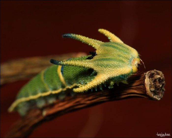 Unusual Crawlers (33 pics)