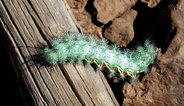 Unusual Crawlers (33 pics)