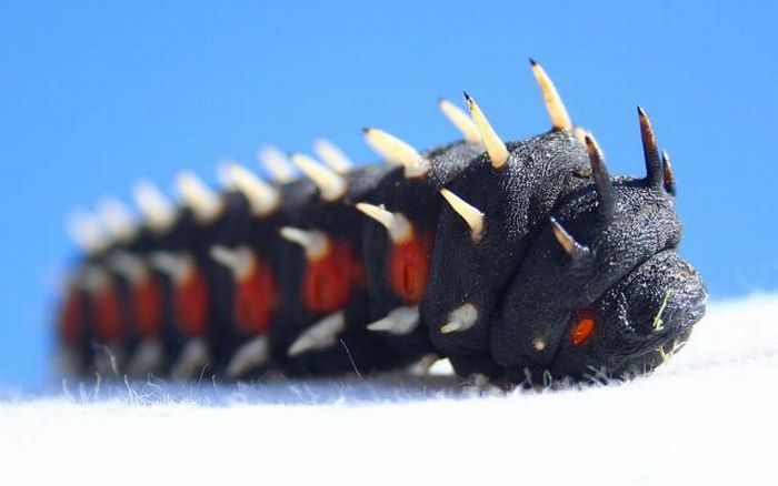 Unusual Crawlers (33 pics)