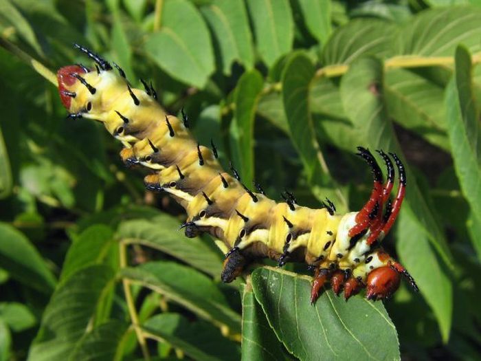 Unusual Crawlers (33 pics)