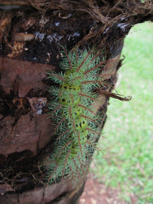 Unusual Crawlers (33 pics)