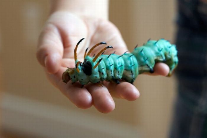 Unusual Crawlers (33 pics)