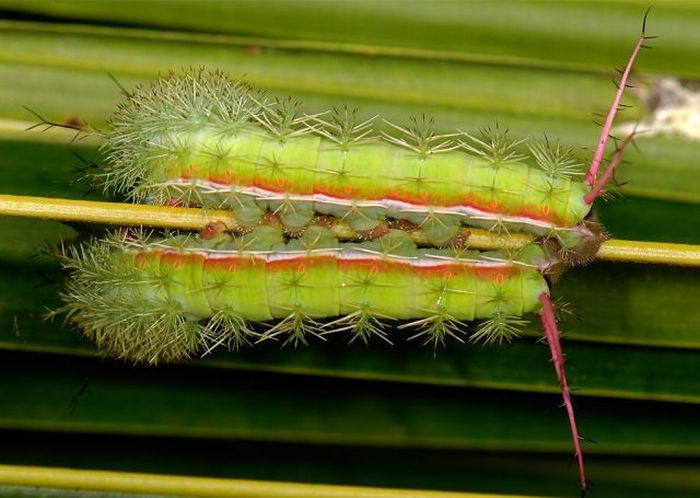 Unusual Crawlers (33 pics)