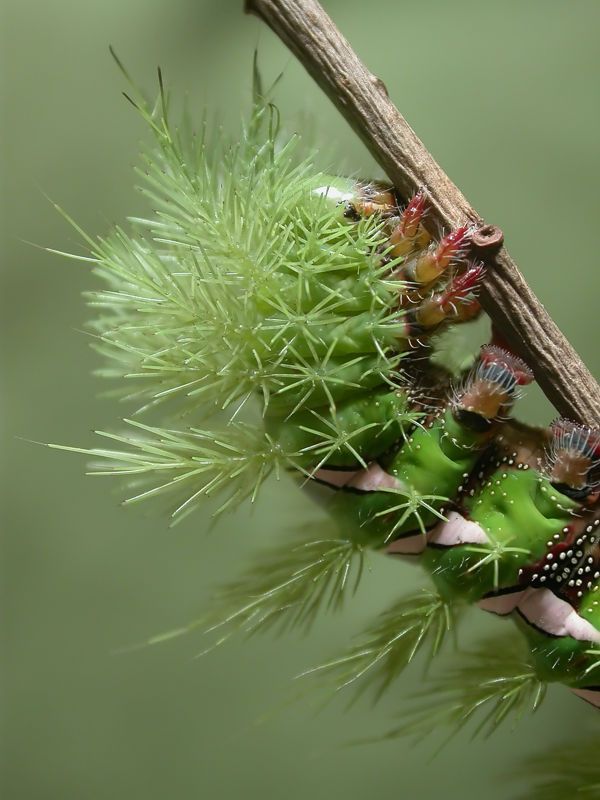 Unusual Crawlers (33 pics)