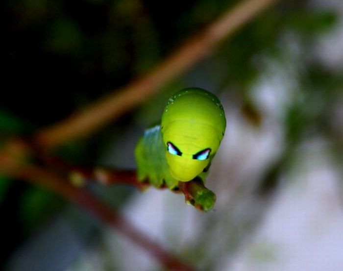 Unusual Crawlers (33 pics)