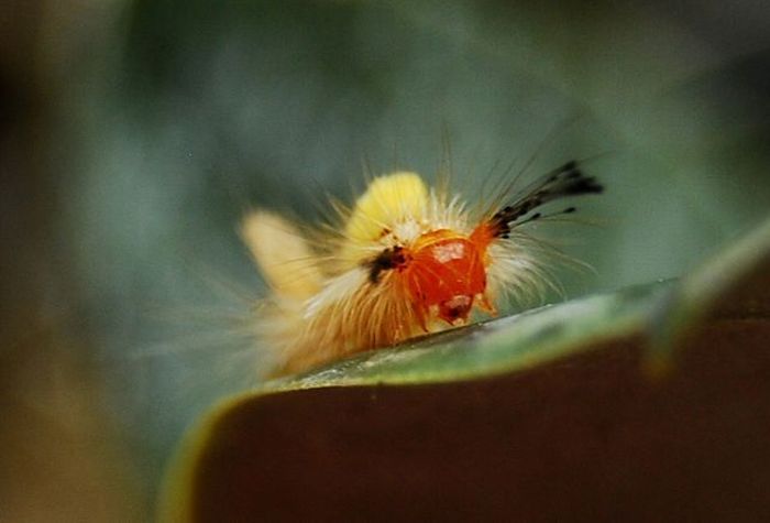 Unusual Crawlers (33 pics)