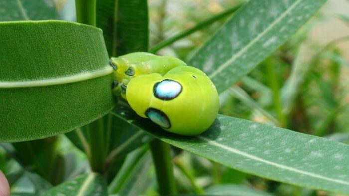 Unusual Crawlers (33 pics)