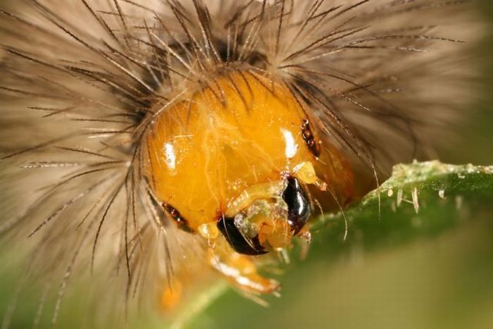 Unusual Crawlers (33 pics)