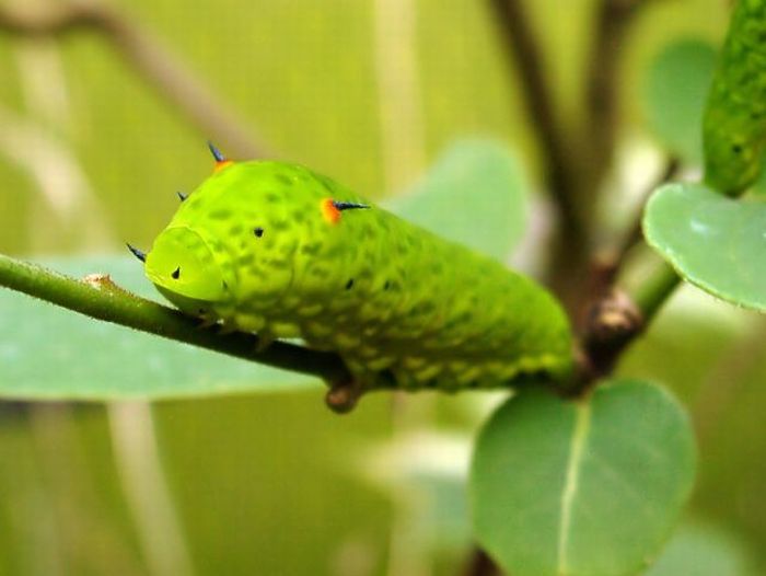 Unusual Crawlers (33 pics)