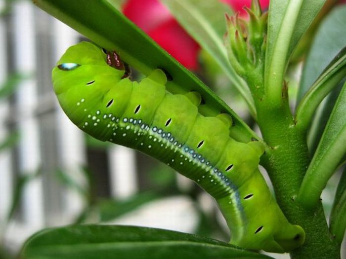 Unusual Crawlers (33 pics)