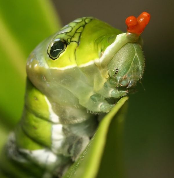Unusual Crawlers (33 pics)