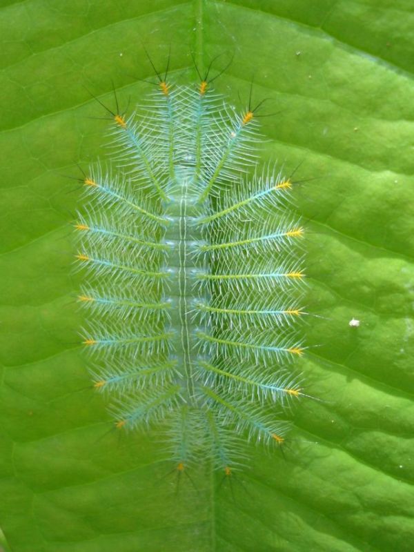 Unusual Crawlers (33 pics)