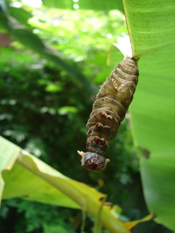 Unusual Crawlers (33 pics)