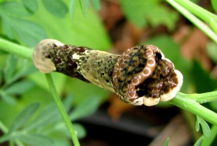 Unusual Crawlers (33 pics)