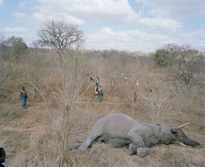 What Happens to a Dead Elephant in Zimbabwe (9 pics)