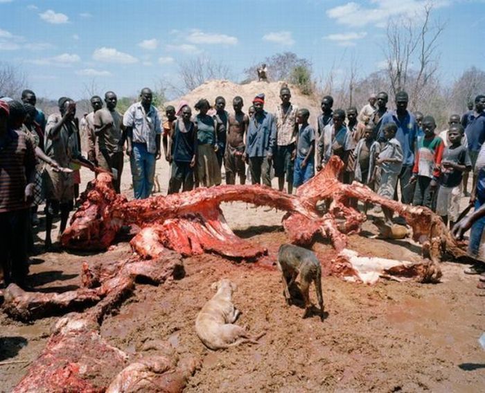 What Happens to a Dead Elephant in Zimbabwe (9 pics)