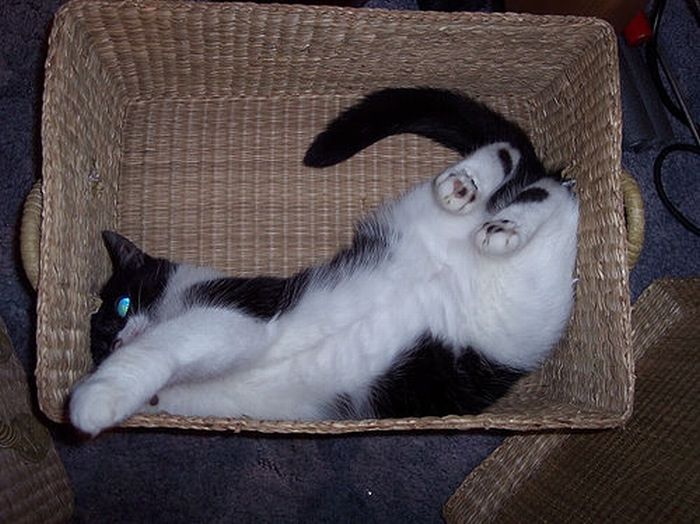 Сomfortable Ways of Sleeping in a Box (25 pics) Сomfortable Ways of Sleeping in a Box (25 pics)