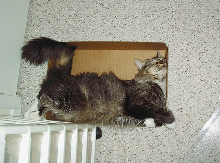 Сomfortable Ways of Sleeping in a Box (25 pics) Сomfortable Ways of Sleeping in a Box (25 pics)