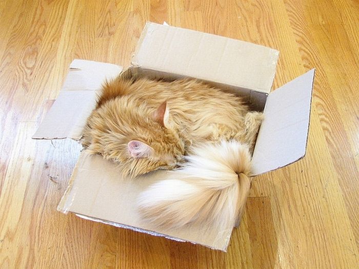 Сomfortable Ways of Sleeping in a Box (25 pics) Сomfortable Ways of Sleeping in a Box (25 pics)