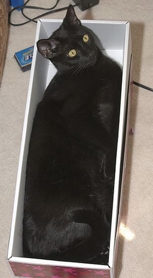 Сomfortable Ways of Sleeping in a Box (25 pics) Сomfortable Ways of Sleeping in a Box (25 pics)