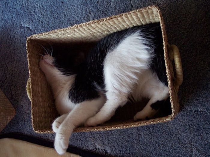 Сomfortable Ways of Sleeping in a Box (25 pics) Сomfortable Ways of Sleeping in a Box (25 pics)
