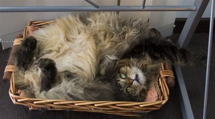 Сomfortable Ways of Sleeping in a Box (25 pics) Сomfortable Ways of Sleeping in a Box (25 pics)