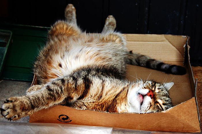 Сomfortable Ways of Sleeping in a Box (25 pics) Сomfortable Ways of Sleeping in a Box (25 pics)