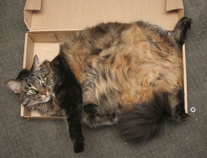 Сomfortable Ways of Sleeping in a Box (25 pics) Сomfortable Ways of Sleeping in a Box (25 pics)