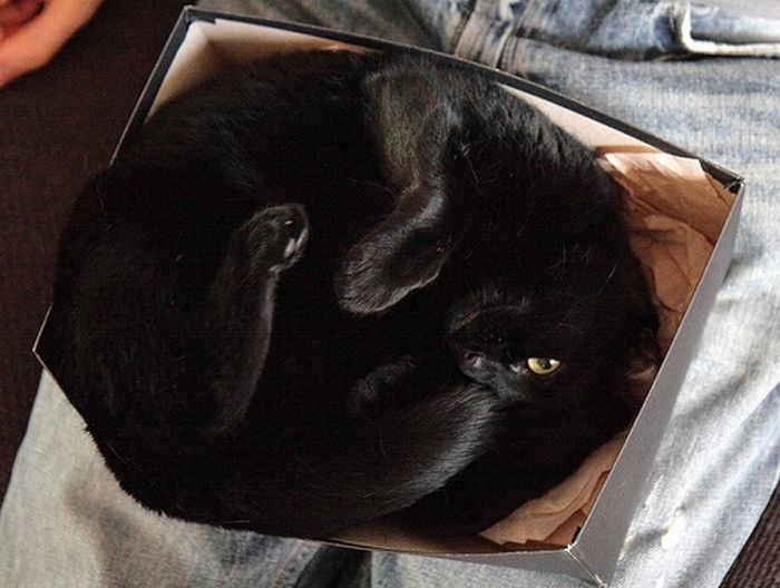 Сomfortable Ways of Sleeping in a Box (25 pics) Сomfortable Ways of Sleeping in a Box (25 pics)