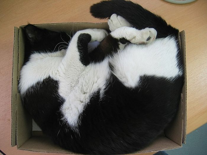 Сomfortable Ways of Sleeping in a Box (25 pics) Сomfortable Ways of Sleeping in a Box (25 pics)