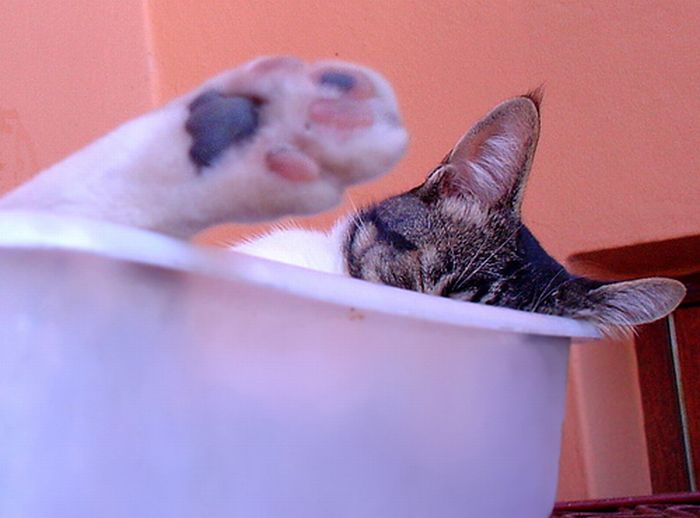 Сomfortable Ways of Sleeping in a Box (25 pics) Сomfortable Ways of Sleeping in a Box (25 pics)
