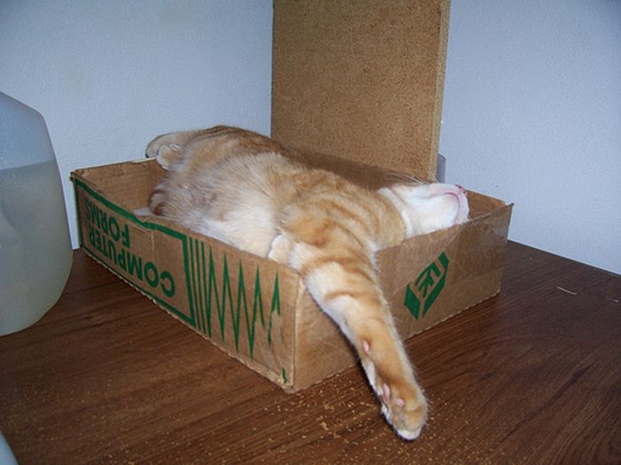 Сomfortable Ways of Sleeping in a Box (25 pics) Сomfortable Ways of Sleeping in a Box (25 pics)
