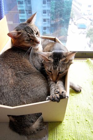 Сomfortable Ways of Sleeping in a Box (25 pics) Сomfortable Ways of Sleeping in a Box (25 pics)