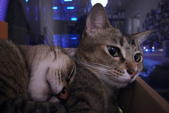 Сomfortable Ways of Sleeping in a Box (25 pics) Сomfortable Ways of Sleeping in a Box (25 pics)