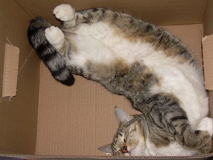 Сomfortable Ways of Sleeping in a Box (25 pics) Сomfortable Ways of Sleeping in a Box (25 pics)
