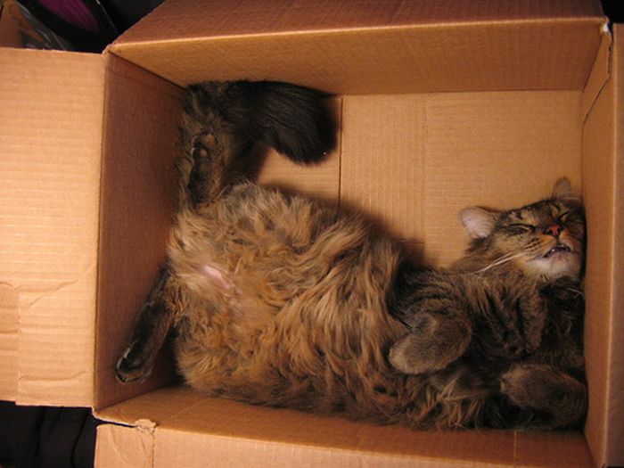 Сomfortable Ways of Sleeping in a Box (25 pics) Сomfortable Ways of Sleeping in a Box (25 pics)