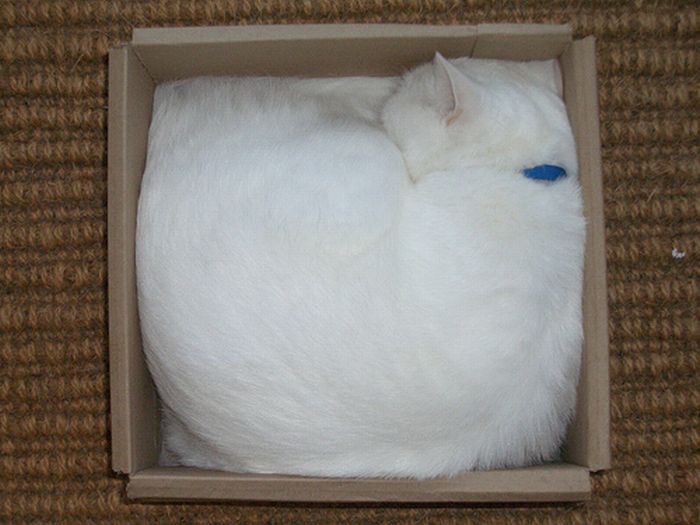Сomfortable Ways of Sleeping in a Box (25 pics) Сomfortable Ways of Sleeping in a Box (25 pics)