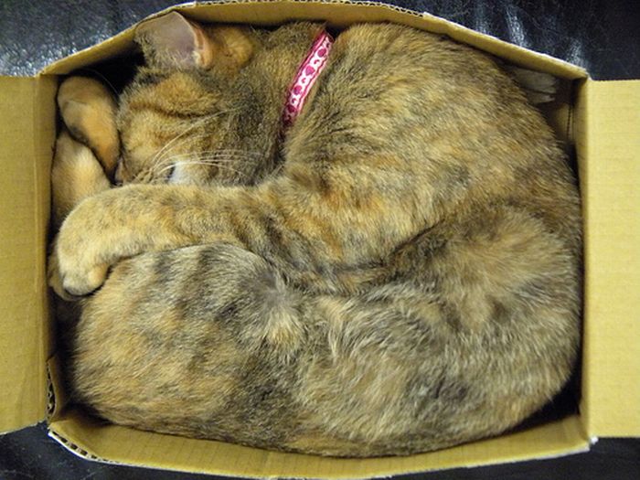 Сomfortable Ways of Sleeping in a Box (25 pics) Сomfortable Ways of Sleeping in a Box (25 pics)
