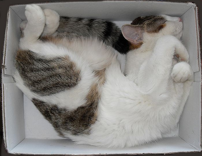 Сomfortable Ways of Sleeping in a Box (25 pics) Сomfortable Ways of Sleeping in a Box (25 pics)