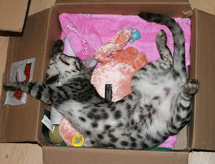 Сomfortable Ways of Sleeping in a Box (25 pics) Сomfortable Ways of Sleeping in a Box (25 pics)