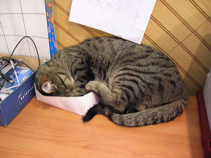 Сomfortable Ways of Sleeping in a Box (25 pics) Сomfortable Ways of Sleeping in a Box (25 pics)