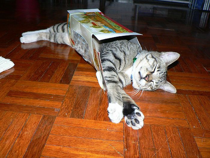 Сomfortable Ways of Sleeping in a Box (25 pics) Сomfortable Ways of Sleeping in a Box (25 pics)
