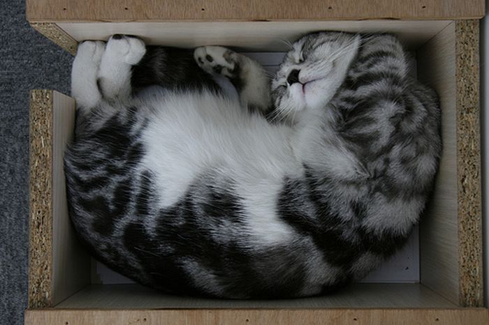 Сomfortable Ways of Sleeping in a Box (25 pics) Сomfortable Ways of Sleeping in a Box (25 pics)