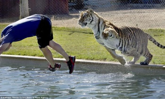 Diving with Tigers (6 pics)